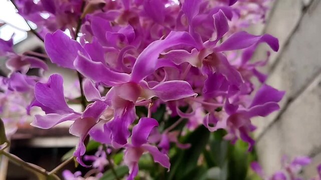 The footage presents multiple orchid flowers filling the frame, recorded from a stable close-up angle. The petals show consistent curvature and smooth surfaces with slight tonal variation.