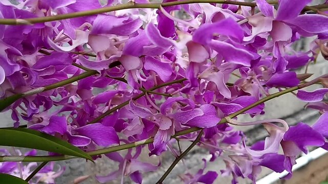 The video captures a dense cluster of blooming orchid flowers in a close-up static shot. The petals overlap and form layered textures with visible structural details.
