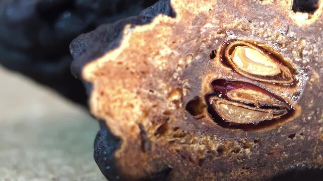 Orbital Camera Movement Around Dehydrated Pear (Pyrus communis) Cross Section Showing Seeds and Locules, Botanical Cross Section of Pear for Anatomy, Macro