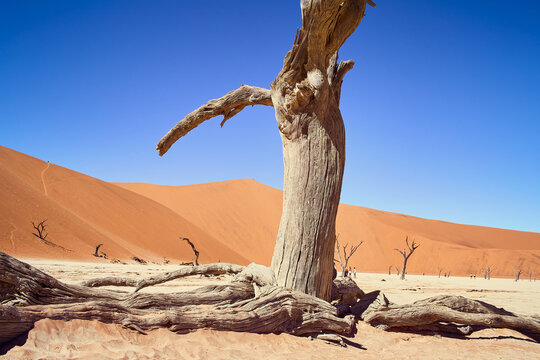 Ancient Camel Thorn Tree At Deadvlei, Namibia