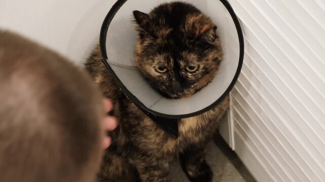 A man puts a domestic cat on the Elizabethan collar. Protective veterinary plastic cone. An owner takes care of a pet with wound after injury, surgery, sterilization or castration. Pet treatment. 4K.