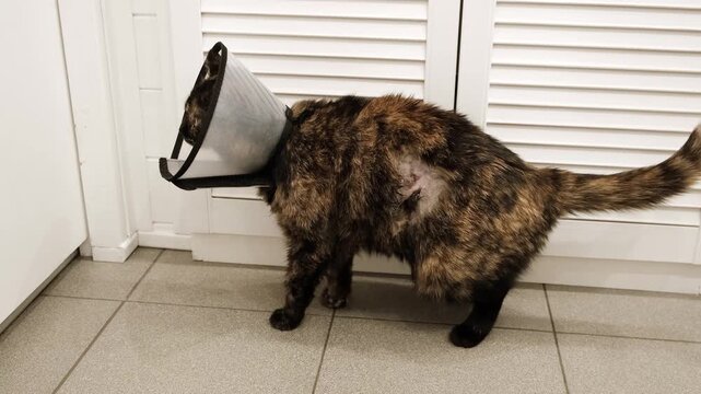 A cat in Elizabethan collar after fight with a lacerated wound on body. An animal bite. Pet treatment. A laceration with blood on the pet's side. The injured area of skin. High quality 4K footage.