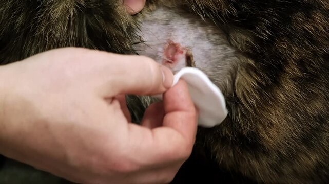 A man helps to cat holding and smearing a laceration with treatment ointment. A bloody bite wound on the pet's body after fight. An injured area of skin. Animal care. Owner love. High quality 4K video
