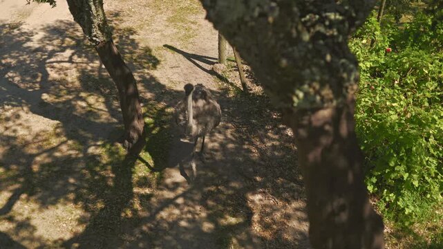 Australian emu walking under tree shadows