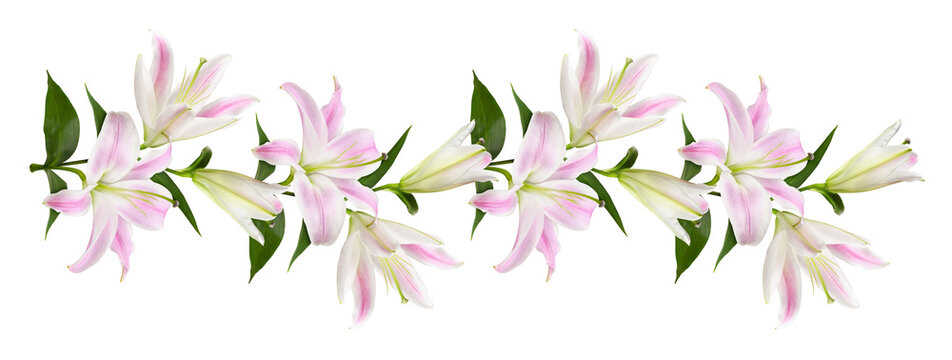 Pink and white lily flowers in floral garland isolated on white or transparent background