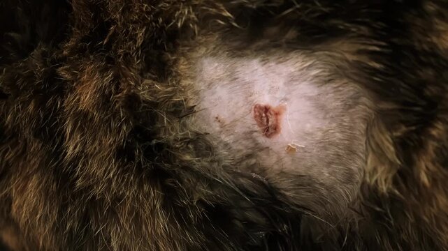 A cat after fight with a lacerated wound on body. An animal bite. Pet treatment. A laceration with blood on the pet's side. The injured area of skin. High quality 4K footage. High quality 4K footage.