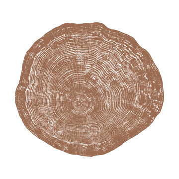 Brown tree stump cross section with concentric ring grain texture