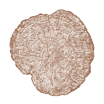 Tree ring wood cross section illustration with grain texture