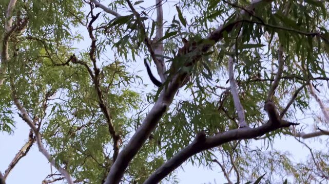 Wild possum climbing through tree canopy at Smalleys Beach, Cape Hillsborough, Queensland. Tropical coastal forest wildlife scene in natural habitat near the Pacific Ocean.