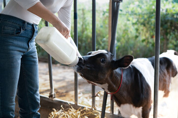young female farmer is feeding from the bottle with dummy an ecologically grown newborn calf used for biological milk products industry in a cowshed stable of countryside dairy farm. © Stella 16