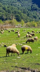 Fototapeta premium Flock of sheep grazing on a green meadow with scattered rocks, forested hills rise in the background, calm rural mood suited for nature and farming themes