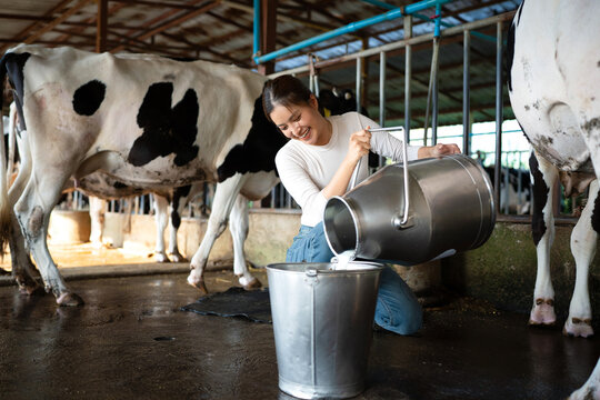  Farmer woman pouring raw milk into storage tank milking in dairy farm. Young female farmer is pouring a fresh milk to filling a can on a dairy farm the background of cowshed and cow