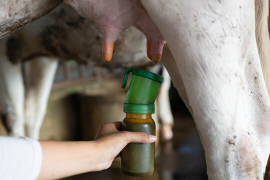 Closeup of faceless hand of farmer holding bottle with Povidone iodine on udder of cow for disinfection before milking on farm