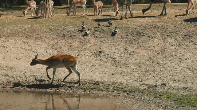 Antelope walking by water with ostriches grazing