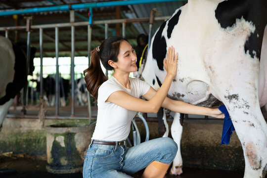 Farmer woman cleaning cow's milk in farm. career agriculture, farmer. Milking management Procedure two Use cloth wipe cow udder with an antiseptic