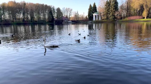 Graceful white swan swim on calm pond surrounded by ducks in beautiful park. Peaceful landscape with classic rotunda and trees in the background.
