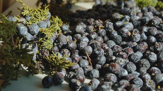 Pouring dark berries with blue bloom onto table for drying and sorting from debris. Harvest of edible juniper berries falls on table. Sunlight lights berries collected in forest. Conifer juniper.