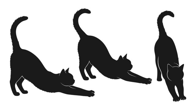 Three black cats stretching in various poses depicted as silhouettes