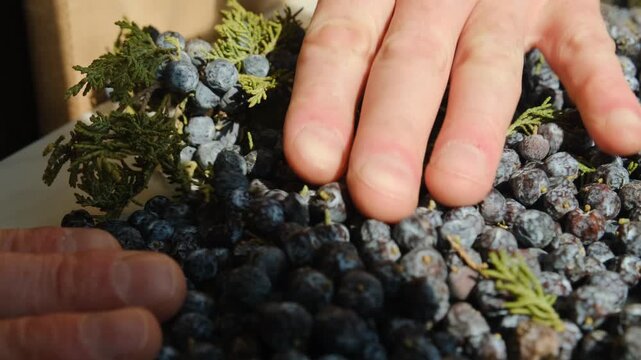 Male hand gently spreads and smooths pile of black juniper berries on table. Man dries forest picked dark berries with blue tint in sunlight. Alternative medicine infusions and tinctures.