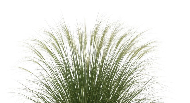 Bushy green grass with fine blades fanning out as isolated element