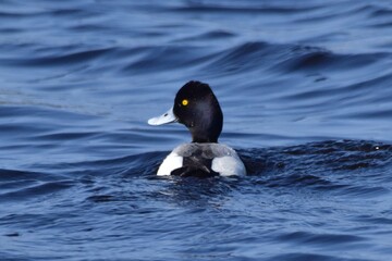 Fototapeta premium Waterfowl at the waatewater