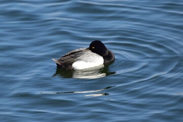 Fototapeta premium Waterfowl at the waatewater