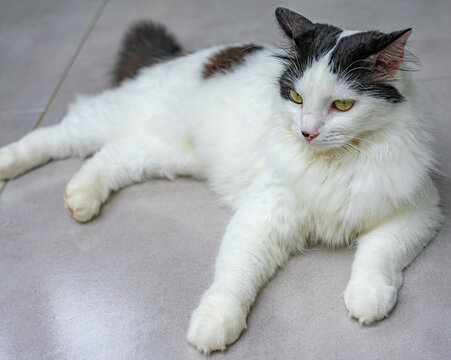 gato preto e branco