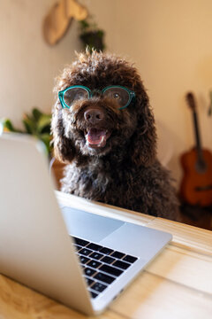 Funny dog wearing glasses working on laptop
