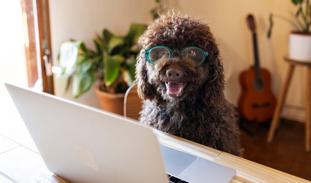 Poodle dog wearing glasses working on laptop computer