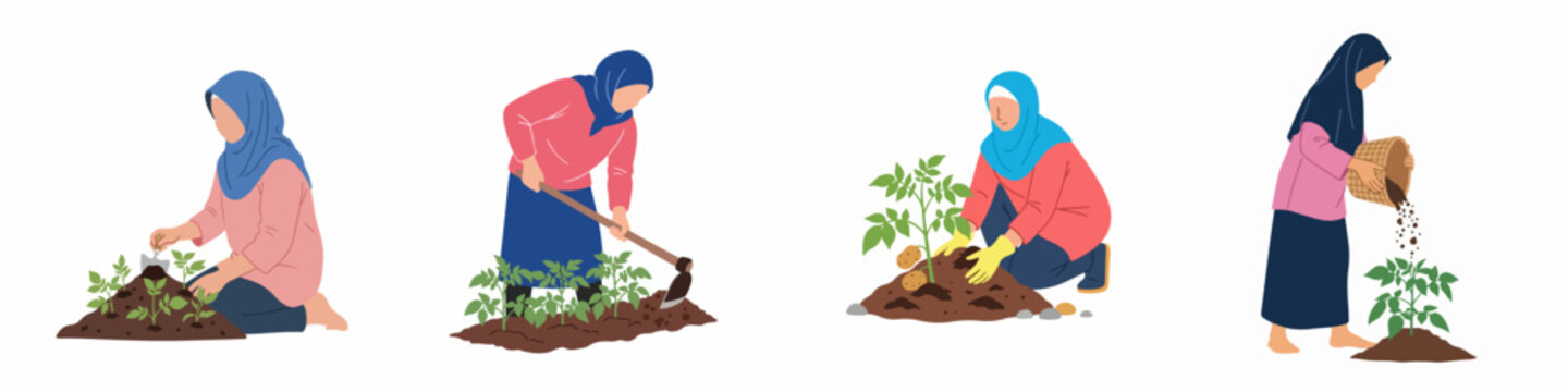Set of illustrations depicting Muslim women in hijabs engaged in various agricultural activities like planting, tilling soil, and harvesting potatoes in a garden.