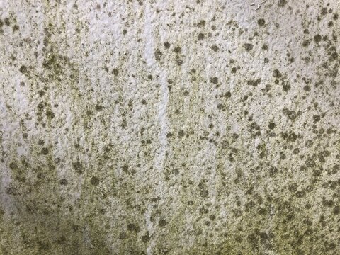 Close-up black mold spots Damp damaged white textured wall mildew, fungal growth moisture problem