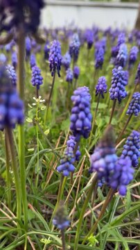 Purple Hyacinths in Bloom &ndash; A Vertical Spring Dream