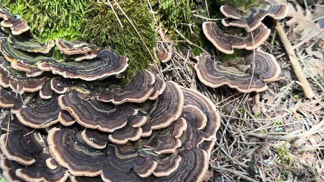 Macro Shot of Turkey Tail Mushroom Growing on a Rotting Log in the Forest