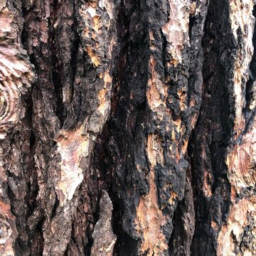 Close-up weathered Rough charred pine tree bark texture burnt black natural wood deep vertical furrows and ridges