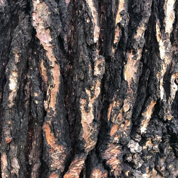 Close-up weathered Rough charred pine tree bark texture burnt black natural wood deep vertical furrows and ridges