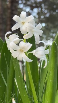 Close-up of white garden hyacinths.