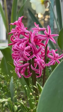 Close-up of fuchsia-colored garden hyacinths.