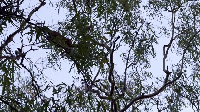 Wild possum climbing through tree canopy at Smalleys Beach, Cape Hillsborough, Queensland. Tropical coastal forest wildlife scene in natural habitat near the Pacific Ocean.