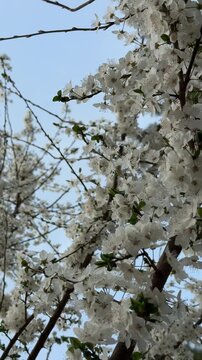 Peaceful botanical background of spring plum tree flowers