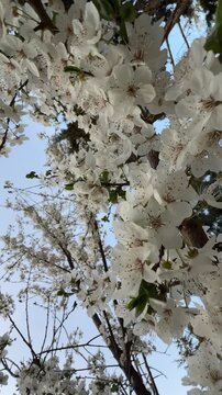 Detailed view of plum blossom petals opening in springtime