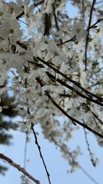 Sunlight shining through the branches of a flowering plum tree