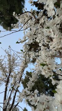 Cinematic nature footage of white plum blossoms on branches