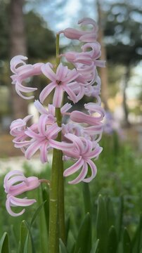 Close-up of pink garden hyacinths.