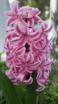 Close-up of pink garden hyacinths.