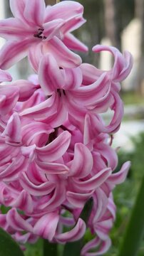 Close-up of pink garden hyacinths.
