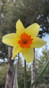 Garden daffodils, wonderful close-up details and impressive creation.