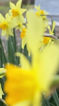 Garden daffodils, wonderful close-up details and impressive creation.