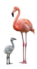 Obraz premium Adult Flamingo and Young Flamingo Chick Realistic Illustration