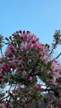 A vertical format of an apple tree and the beauty of the spring texture of its blossoms.