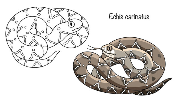 Echis carinatus